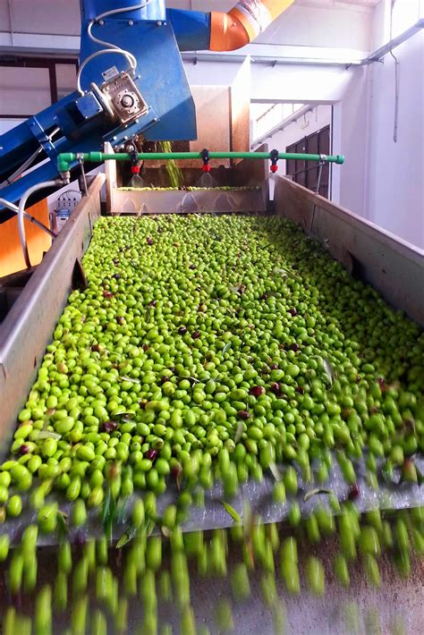 Tascabile manuale di produzione di olive. - Alcuino di york nella tradizione degli specula principis.
