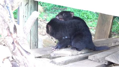 Tasmanian devil pups playing - YouTube