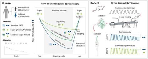 Taste adaptation examples.  Conclusions: Sweetener composition, rather than habitual LCS us...