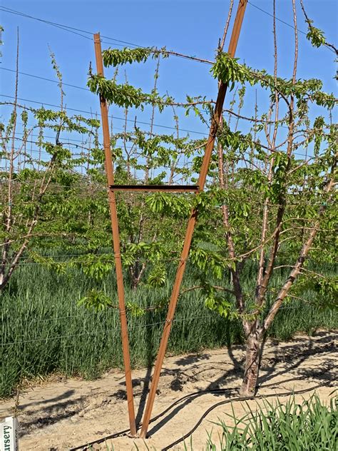 Tatura V-Shaped Trellis System For Cherry Trees — Jim