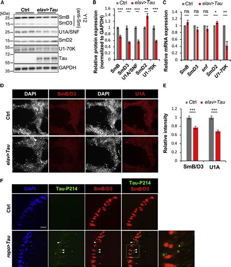 Tau-Mediated Disruption of the Spliceosome Triggers Cryptic …