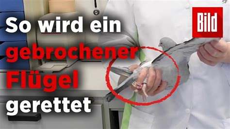 Taubenklinik Essen – Hier werden Flügel repariert und ... - YouTube