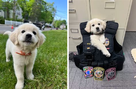 Taunton police welcome Maggie, a golden addition
