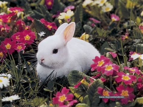 Tavşan resmi