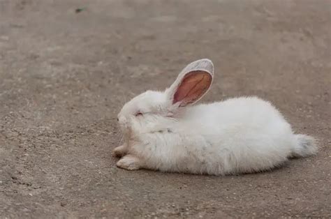 Tavşanlar gece uyur mu