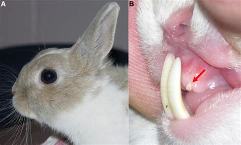 Tavşanlarda diş uzaması