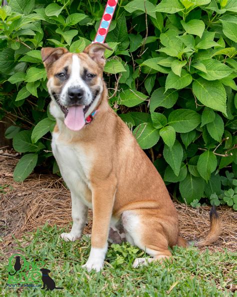 Tavern on the Green Is Pet Friendly - BringFido