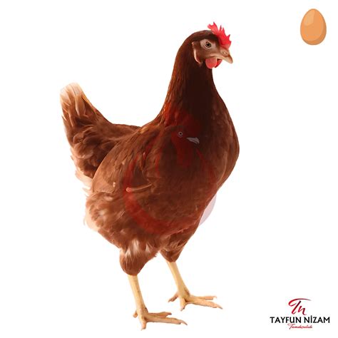 Tavuk Satışı ve Çeşitleri: Tinted Tavuk ve Lohman Brown. 