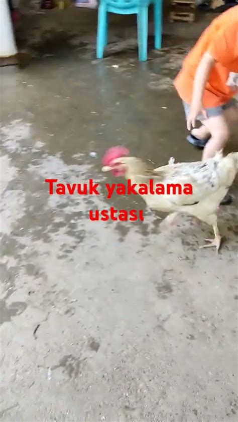 Tavuk Yakalama. 