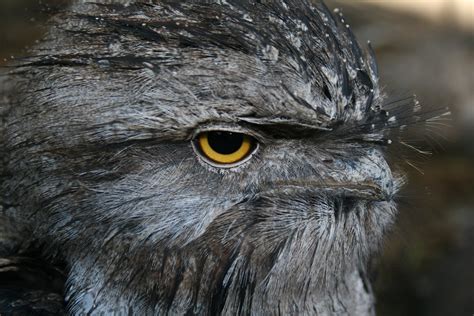 Tawny frogmouth - Wikipedia