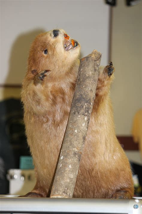 Taxidermy Beaver Free Stock Photo Public Domain Pictures