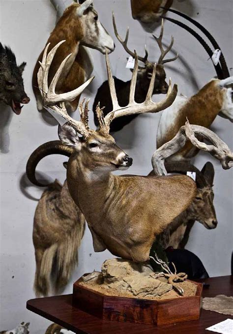 Taxidermy Guide How to Choose a Taxidermy Mount