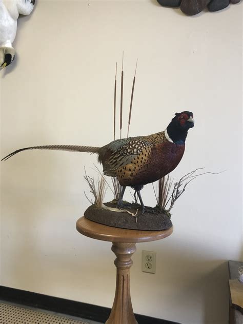 Taxidermy Near Me Prices