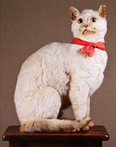 Taxidermy cat. If you have 