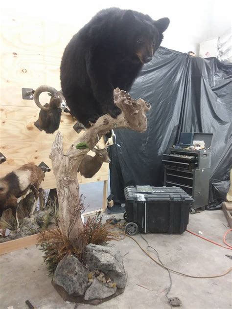 Taxidermy close to me. Game heads. Deer. Shoulder mount $675. Shoulder mount with plaque and nameplate $725. Wall pedestal $700. Bear. Shoulder mount $800. Hog. Shoulder mount $800. 