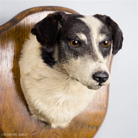 Taxidermy dog. If you have severe ADHD, a service dog could help you with your symptoms. Learn about how to qualify and apply for a service dog for ADHD here. If you have ADHD, a service dog can ... 