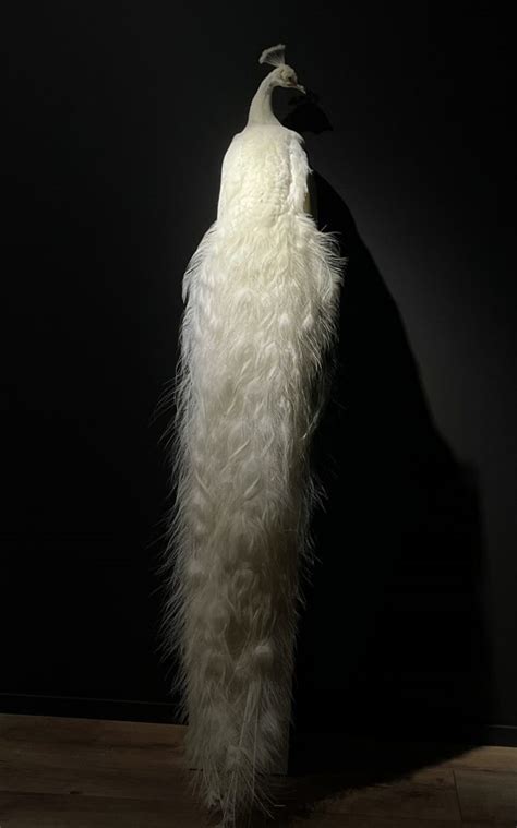 Taxidermy white peacock - BEAST Interiors