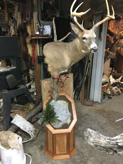 Beginner to Professional taxidermists will fin