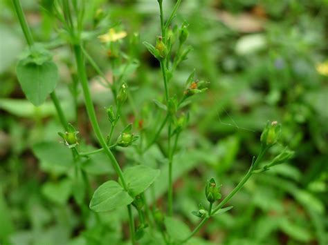 Taxon Hypericum japonicum Thunb. ex Murray BioPortal