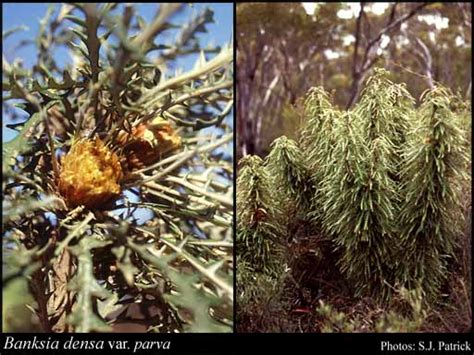 Taxon Profile of Banksia densa A.R.Mast & K.R.Thiele Florabase