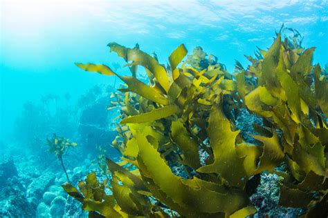 Taxonomía, ecología y valor nutrimental de algas marinas cubanas. - Hp photosmart plus b209a m manual.