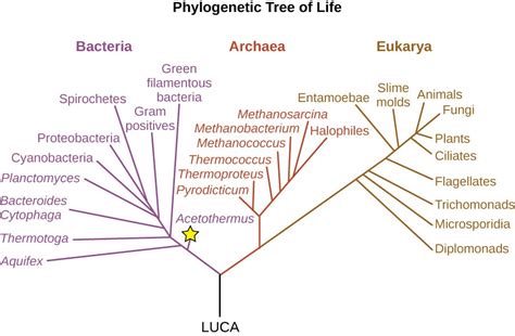 Taxonomy browser (Bacillota bacterium)