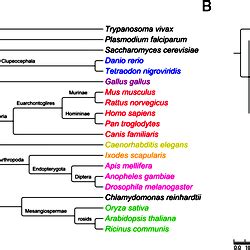 Taxonomy browser (Banksia) - National Center for Biotechnology …