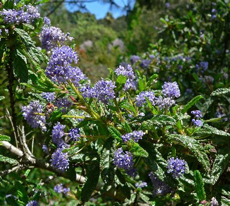 Taxonomy browser (Ceanothus) - National Center for …