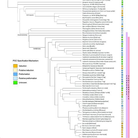 Taxonomy browser (Dichrocephala)