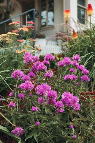 Taxonomy browser (Gomphrena leptophylla) - National Center for ...