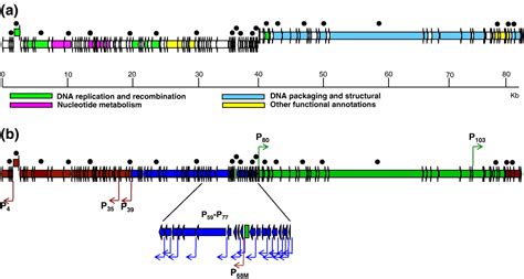 Taxonomy browser (Thermus phage T72) - National Center for ...