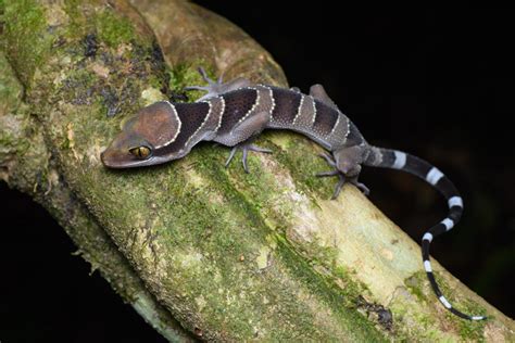 Taxonomy browser linkout page (Cyrtodactylus bintangrendah)