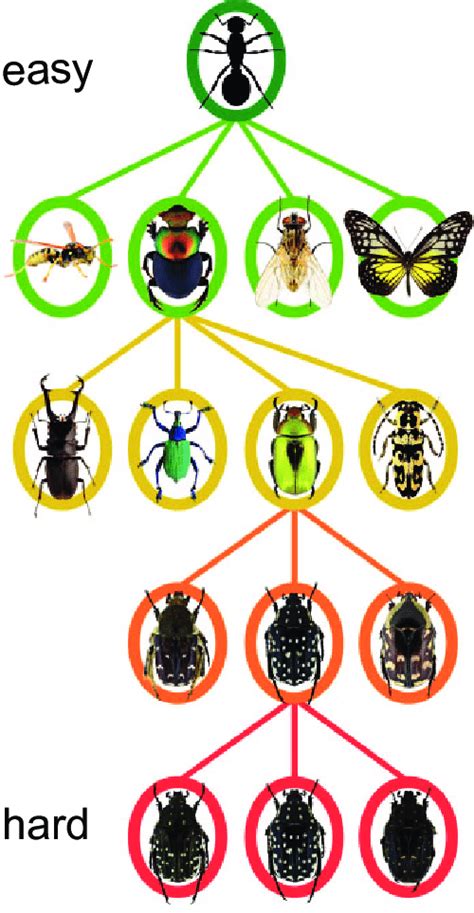 Taxonomy for bugs - SlideShare