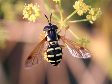 Taxonomy of Chrysotoxum festivum Linnaeus, 1758 (Diptera: …