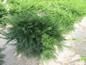 Taxus Green Wave from David