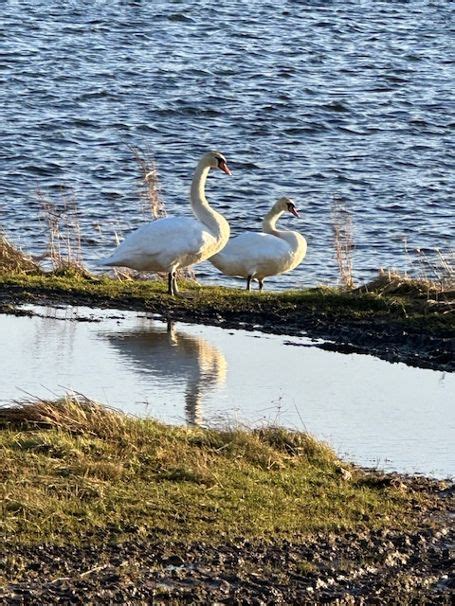 Tay Estuary Diary February 2024 Tay Salmon Blog