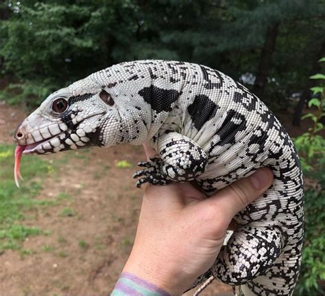 Nov 2, 2022 · They have become increasingly popular as pets in part due to their high intelligence and playful demeanor. However, a pet tegu lizard can also be challenging to …. 