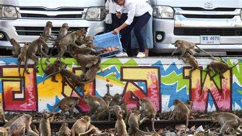 Tayland'da maymun istilası: Hayalet şehre dönüşecek - Son Dakika Haberleri