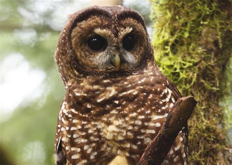 Taylor Sandate - Northern Spotted Owl Surveyor