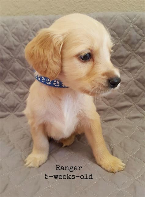 These breeders cross the Golden Retriever with Poodles, Spaniels or Dachshunds to create adorable miniature Golden mixes. Here are some of these breeders to get you started on the search for your very own Golden Dox: Taylormade Mini Golden Retrievers; Buck Eye Puppies; Greenfield Puppies; Adopt a Golden Dox. 