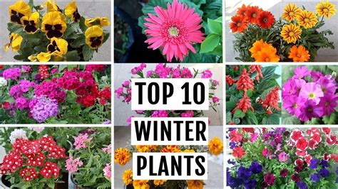 Taylors weekend gardening guide to the winter garden plants that offer color and beauty in every season of the. - Research methodology a step by guide for beginners ranjit kumar.