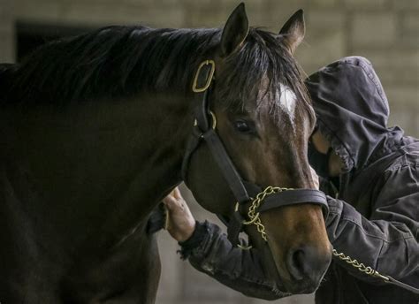 LEXINGTON, KY - The Keeneland January Horses of All Ages Sale continued to keep pace with its 2021 renewal with a day of competitive bidding topped by the 3-year-old filly Ancient Peace (War Front .... 