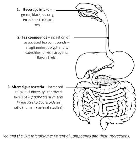 Tea Compounds and the Gut Microbiome: Findings from Trials …