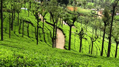 Tea Plantations in Ooty, Top Green Tea Estates of Ooty