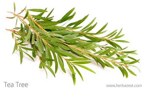 Tea Tree & Lemon Yüz Maskesi Akneli ve Yağlı Cilt Sensatia.