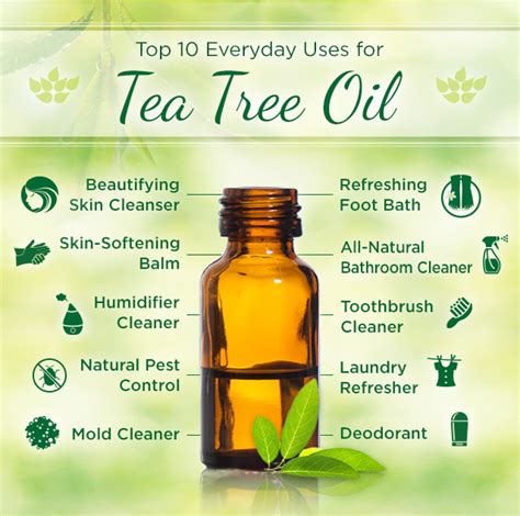 Tea Tree Benefits Natural Health Guide - Indigo Herbs