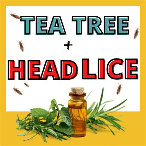 Tea Tree Oil For Lice How to Kill and Prevent Lice Using Tea Tree Oil