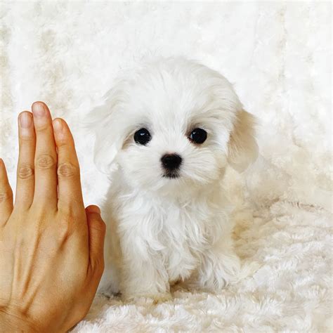 Tea cup maltese. For instance, a Maltese or Korean Maltese is a toy dog, not a teacup breed. A South Korean or American breeder may describe a Maltese pup as a miniature breed. However, a teacup Korean Maltese is probably not the same purebred toy dog that is the popular standard. Korean Maltese is more popular than Poodle and Pomeranian in South Korea. 
