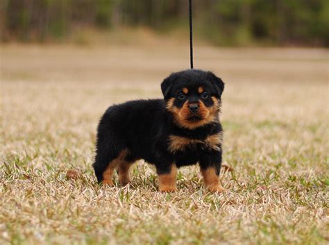 Miniature Rottweilers are usually anything f