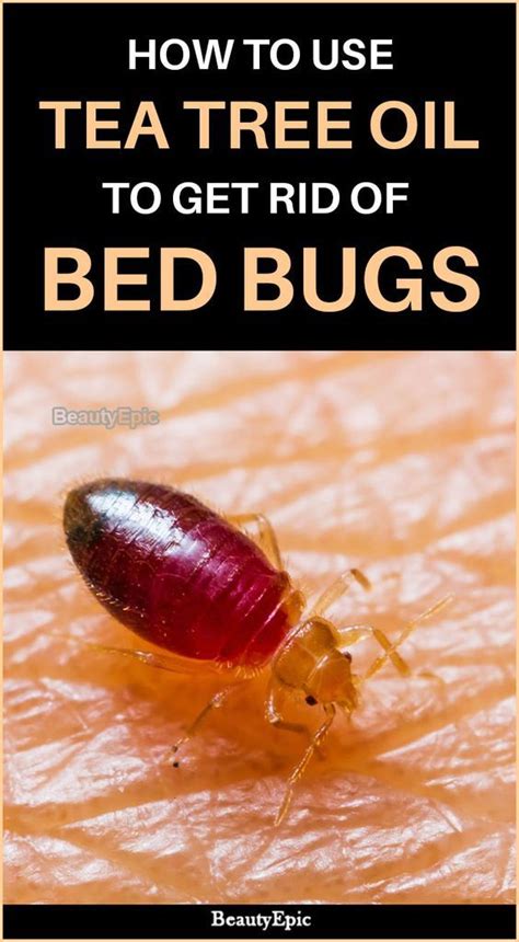 Tea tree and bed bugs. Tea Tree Oil Tea tree oil helps in repelling bed bugs successfully as the smell encourages the pest to leave the area. They will run away when they smell it. They will run away when they smell it. The bed bug’s immune system can be affected by the smell of essential oil. 